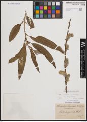 Foto von Salix cinerea L. x Salix viminalis L.